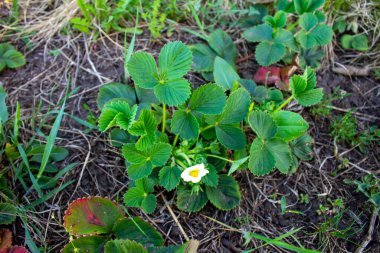 Bahçede bahar çileği çiçekleri