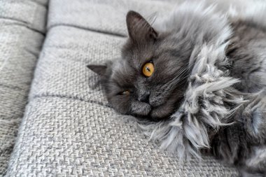 Güzel gri tüylü kedi fotoğrafı. Evcil hayvanlar. Mükemmel kapak, poster, kartpostal