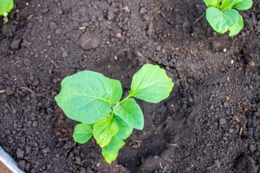 Baharda serada genç fidanlar, bahçecilik.