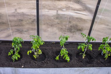 Baharda serada domates fidanı, baharda bahçe ve tarım.