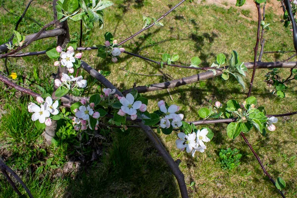 Apfelbaumblüten Frühlingsgarten — Stockfoto