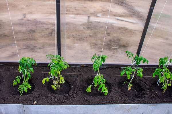 Саженцы помидоров в теплице весной, садоводство и земледелие