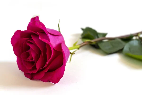 Flores Rosas Rosa Sobre Fundo Branco — Fotografia de Stock