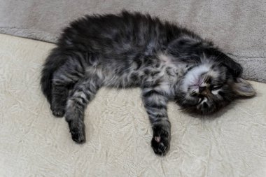 Küçük bir kedi yavrusu, güzel bir arkaplan ya da defter kapağı hayal edin.