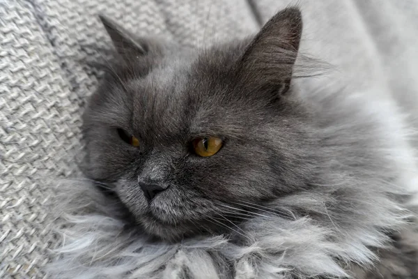 Foto Schöne Graue Flauschige Katze Haustiere Ausgezeichnetes Cover Poster Postkarte — Stockfoto