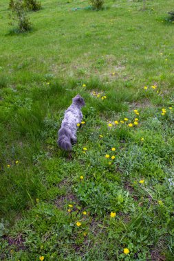 Baharda genç bir kadın bahçede karahindiba topluyor.