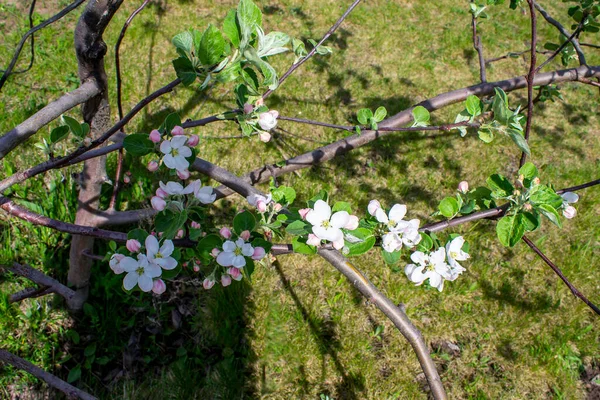 Apfelbaumblüten Frühlingsgarten — Stockfoto
