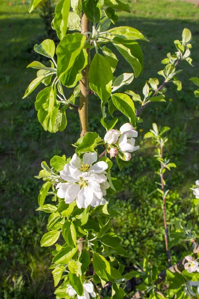 Primavera Macieira Flores Jardim — Fotografia de Stock