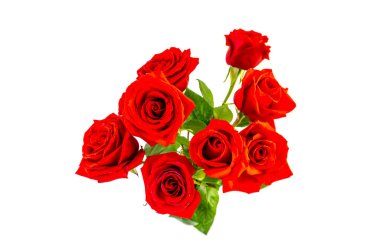 Beyaz arka planda izole edilmiş kırmızı gül çiçekleri