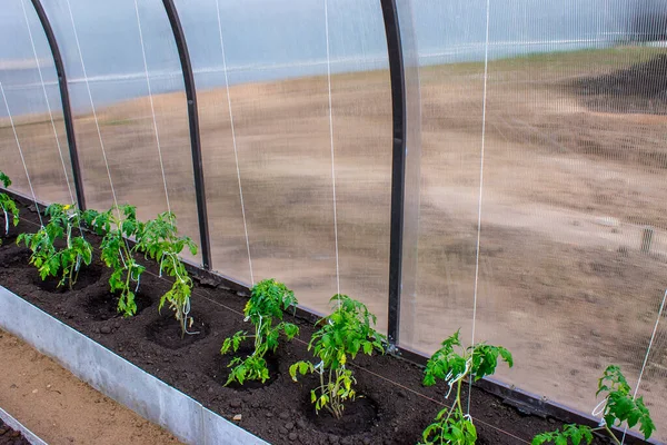 Baharda serada domates fidanı, baharda bahçe ve tarım.
