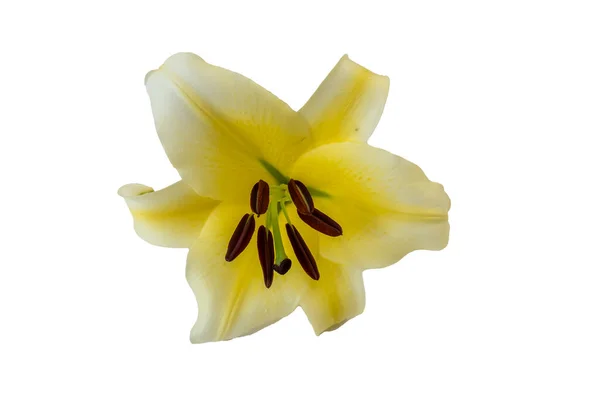 Isolado Fundo Branco Flor Lírio Amarelo — Fotografia de Stock