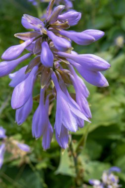 Bahçede çiçek açan güzel pembe çiçekler ve leylak rengi