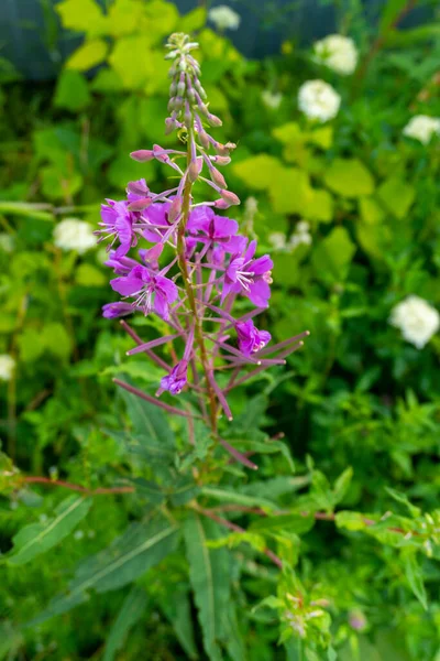花园里的花 粉色美丽 紫丁香色 — 图库照片