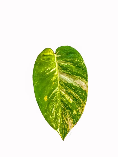Isolated White Background Tropical Leaf — Stock Photo, Image