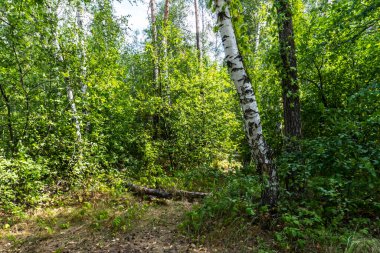 Yaz ormanı, huş ağacı, güzel yaz geçmişi.