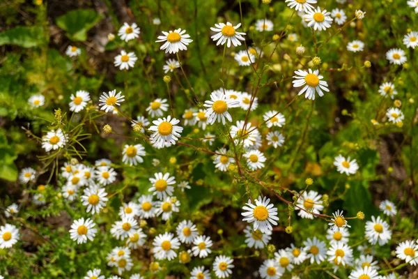 Полевые Цветы Летом Поле Красивый Фон — стоковое фото
