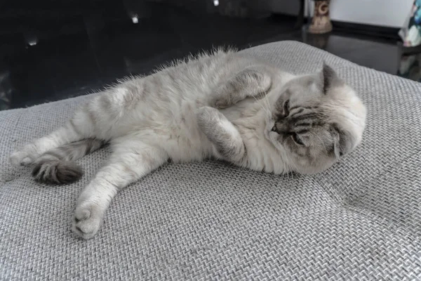 Foto Scottish Cat Scottish Fold Branco Com Olhos Azuis — Fotografia de Stock