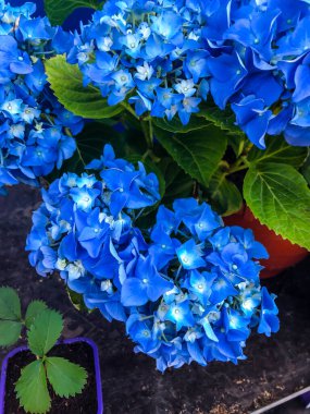 Stock Foto Mavi Ortanca, güzel yaz çiçeği