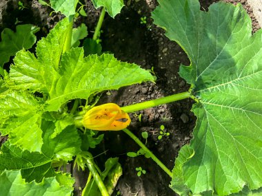 Çalı kabağı, bahar sarısı çiçeklerinde çiçek açar.