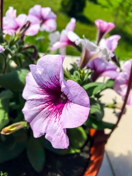 Stock Fotka Petunia Flower Beautiful Summer Flower — Stock fotografie