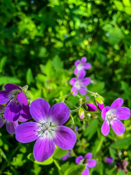 Stock Foto Colores Campo Verano Campo — Foto de Stock