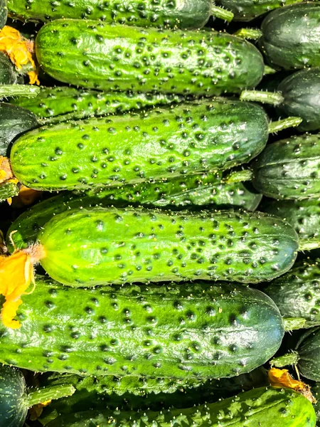 Foto Estoque Pepino Vegetal Saboroso Saudável — Fotografia de Stock