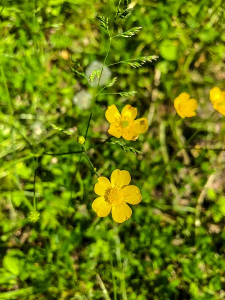 Stock Foto Couleurs Champ Été Dans Domaine — Photo