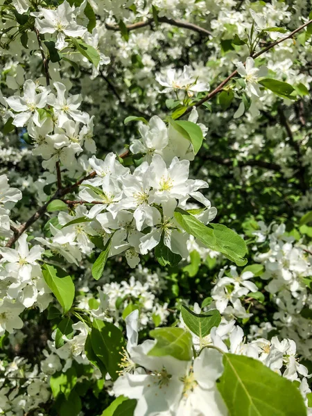 Apple Tree Blooms Spring Garden White Flowers — Stock Photo, Image