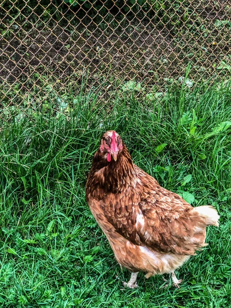 Hühnerspaziergänge Auf Dem Gras Sommer Haushaltswirtschaft Hühnerfleisch — Stockfoto