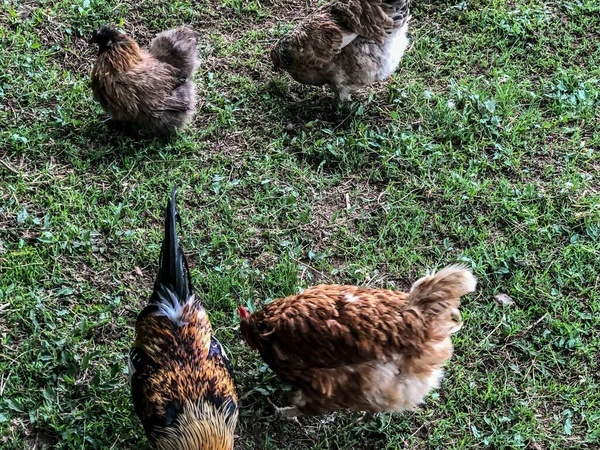 Yazın Tavuk Horoz Çimenlerde Yürüyor Ekonomisi Tavuk Eti — Stok fotoğraf