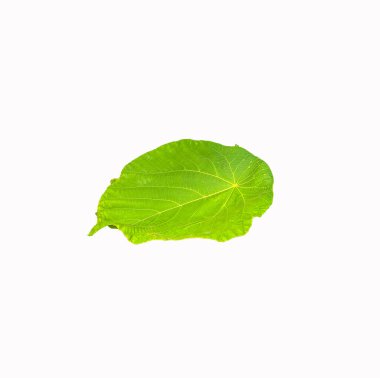 Beyaz arkaplanda izole edilmiş Tropikal yaprak