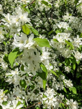 Elma ağacı baharda bahçede beyaz çiçeklerle açar.