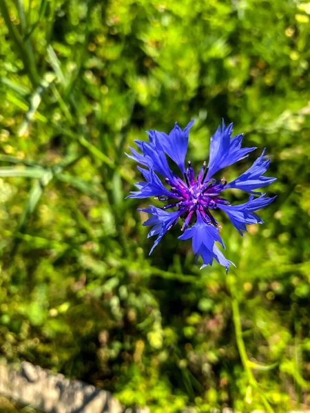 Stock Foto Veld Kleuren Zomer Het Veld — Stockfoto