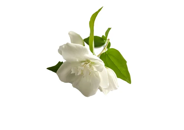 Stock Foto Flower White Jasmine Beautiful Summer Flower — Stock Photo, Image