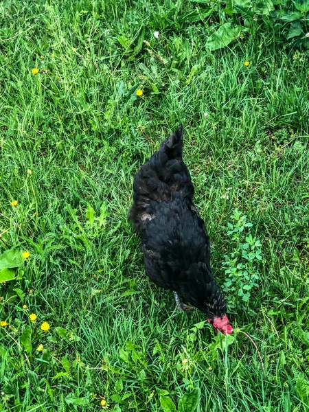 Hühnerspaziergänge Auf Dem Gras Sommer Haushaltswirtschaft Hühnerfleisch — Stockfoto