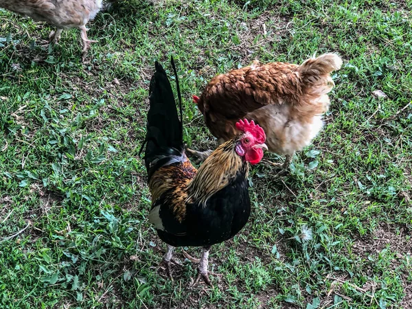 Hühner Und Hähne Spazieren Sommer Auf Dem Gras Haushaltswirtschaft Hühnerfleisch — Stockfoto