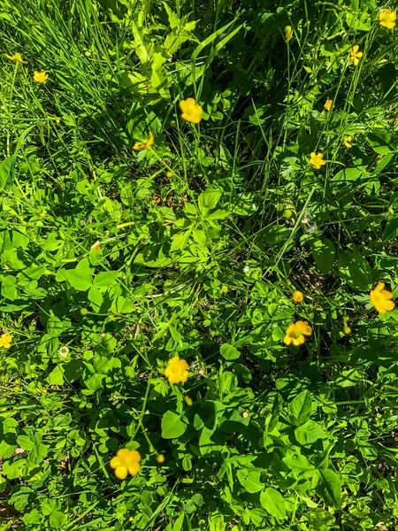 Stock Foto Veld Kleuren Zomer Het Veld — Stockfoto