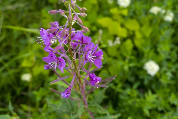 Bloei Tuin Bloemen Van Mooie Roze Met Lila Kleur — Stockfoto