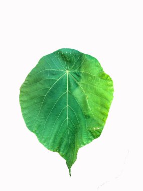 Beyaz arkaplanda izole edilmiş Tropikal yaprak