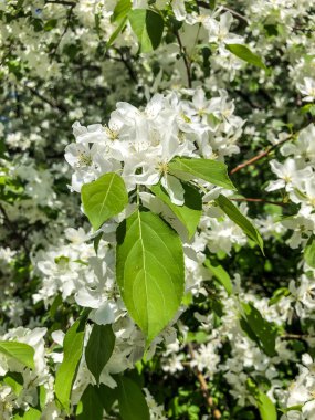 Elma ağacı baharda bahçede beyaz çiçeklerle açar.