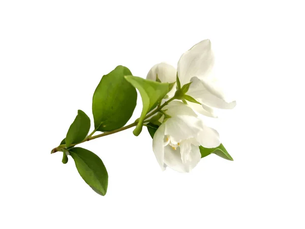 Stock Foto Flower White Jasmine Beautiful Summer Flower — Stock Photo, Image