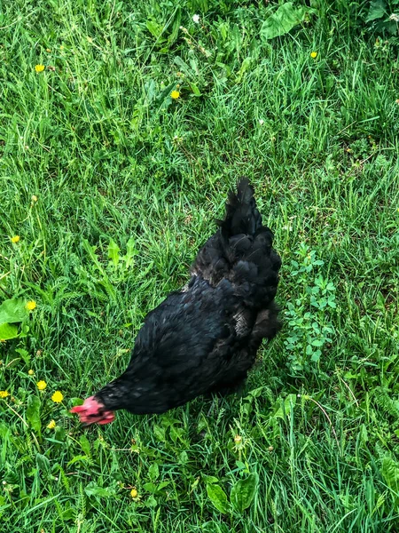 Chicken Walks Grass Summer Household Economy Chicken Meat — Stock Photo, Image