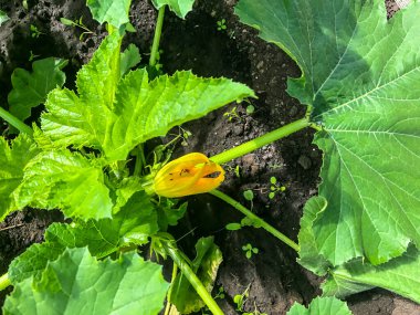 Çalı kabağı, bahar sarısı çiçeklerinde çiçek açar.
