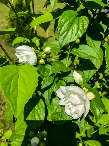 Stock Foto Fiore Gelsomino Bianco Bellissimo Fiore Estivo — Foto Stock