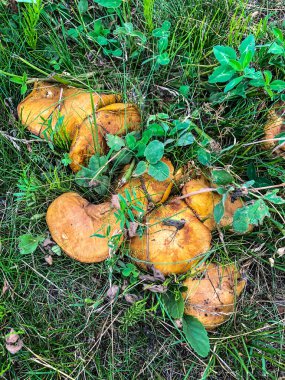 Ormandaki çimlerde foto mantarları stokla.