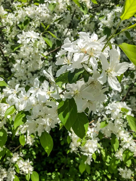 Elma Ağacı Baharda Bahçede Beyaz Çiçeklerle Açar — Stok fotoğraf