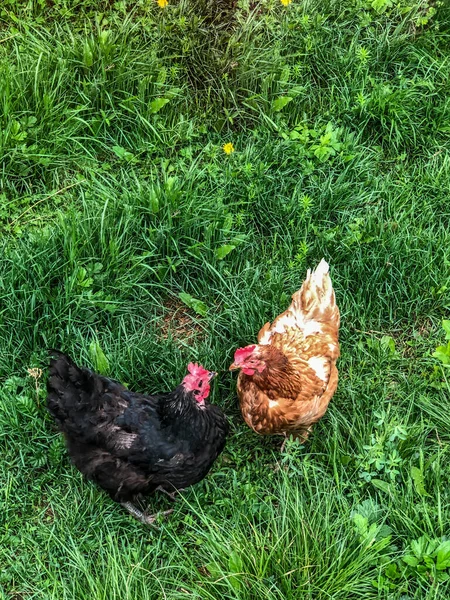 여름에 닭고기 — 스톡 사진