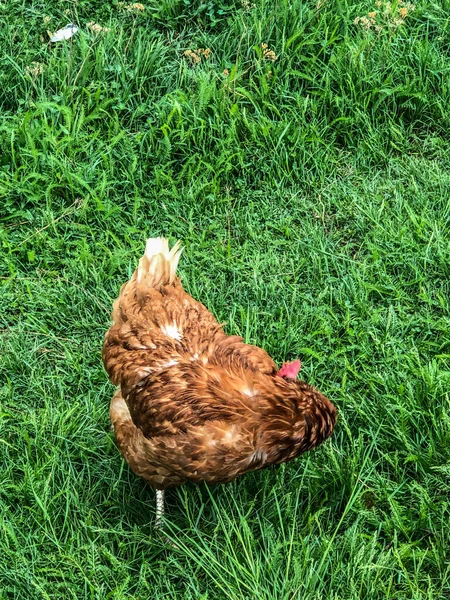 Hühnerspaziergänge Auf Dem Gras Sommer Haushaltswirtschaft Hühnerfleisch — Stockfoto