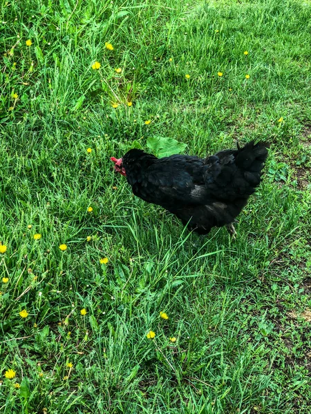 Hühnerspaziergänge Auf Dem Gras Sommer Haushaltswirtschaft Hühnerfleisch — Stockfoto