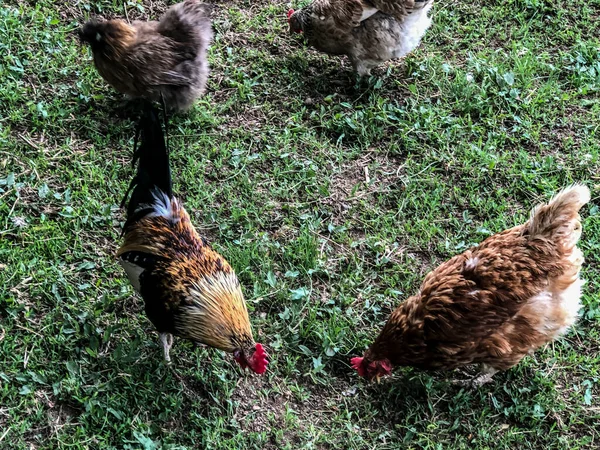 Kyckling Och Tupp Promenader Gräset Sommaren Hushållens Ekonomi Kyckling Kött — Stockfoto